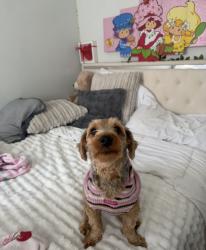 Lost Female Dog last seen Near Jane St, North Bergen, North Bergen, NJ 07047