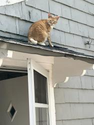Lost Male Cat last seen Nims and Riverside, Wichita, KS 67203