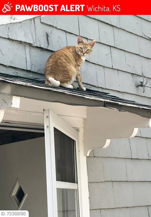 Lost Male Cat last seen Nims and Riverside, Wichita, KS 67203