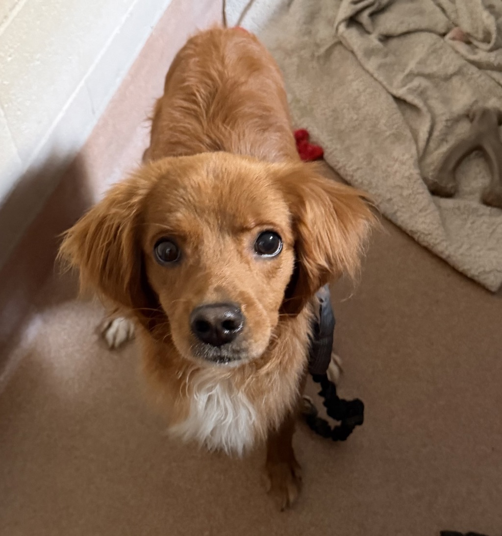 Shelter Stray Male Dog last seen Not Provided., Lemon Grove, CA, 91945, 5500 Gaines St, San Diego, CA 92110, USA