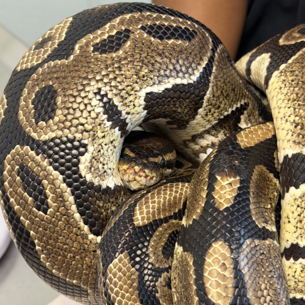 Shelter Stray Unknown Reptile last seen Near Mission Bay, San Diego, CA, 92109, 5500 Gaines St, San Diego, CA 92110, USA
