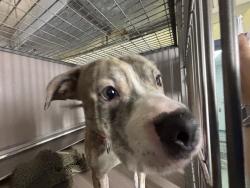 Shelter Stray Male Dog last seen Apt 30,2136 Honeywell Avenue, BRONX, NY, 10460, 326 E 110th St, New York, NY 10029, USA