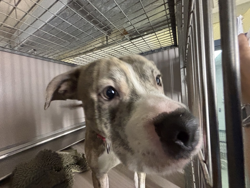 Shelter Stray Male Dog last seen Apt 30,2136 Honeywell Avenue, BRONX, NY, 10460, 326 E 110th St, New York, NY 10029, USA