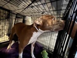 Shelter Stray Male Dog last seen Crotona Avenue, BRONX, NY, 10457, 326 E 110th St, New York, NY 10029, USA