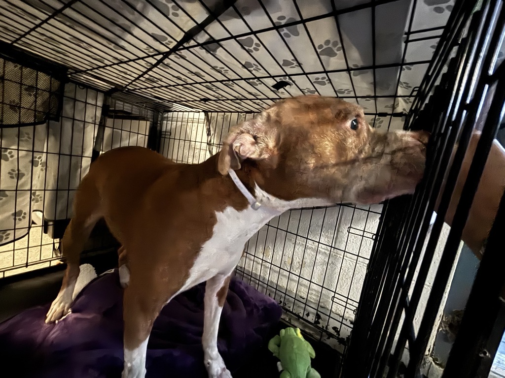 Shelter Stray Male Dog last seen Crotona Avenue, BRONX, NY, 10457, 326 E 110th St, New York, NY 10029, USA
