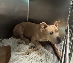 Shelter Stray Female Dog last seen 145-27 157th Street, JAMAICA, NY, 11434, 326 E 110th St, New York, NY 10029, USA