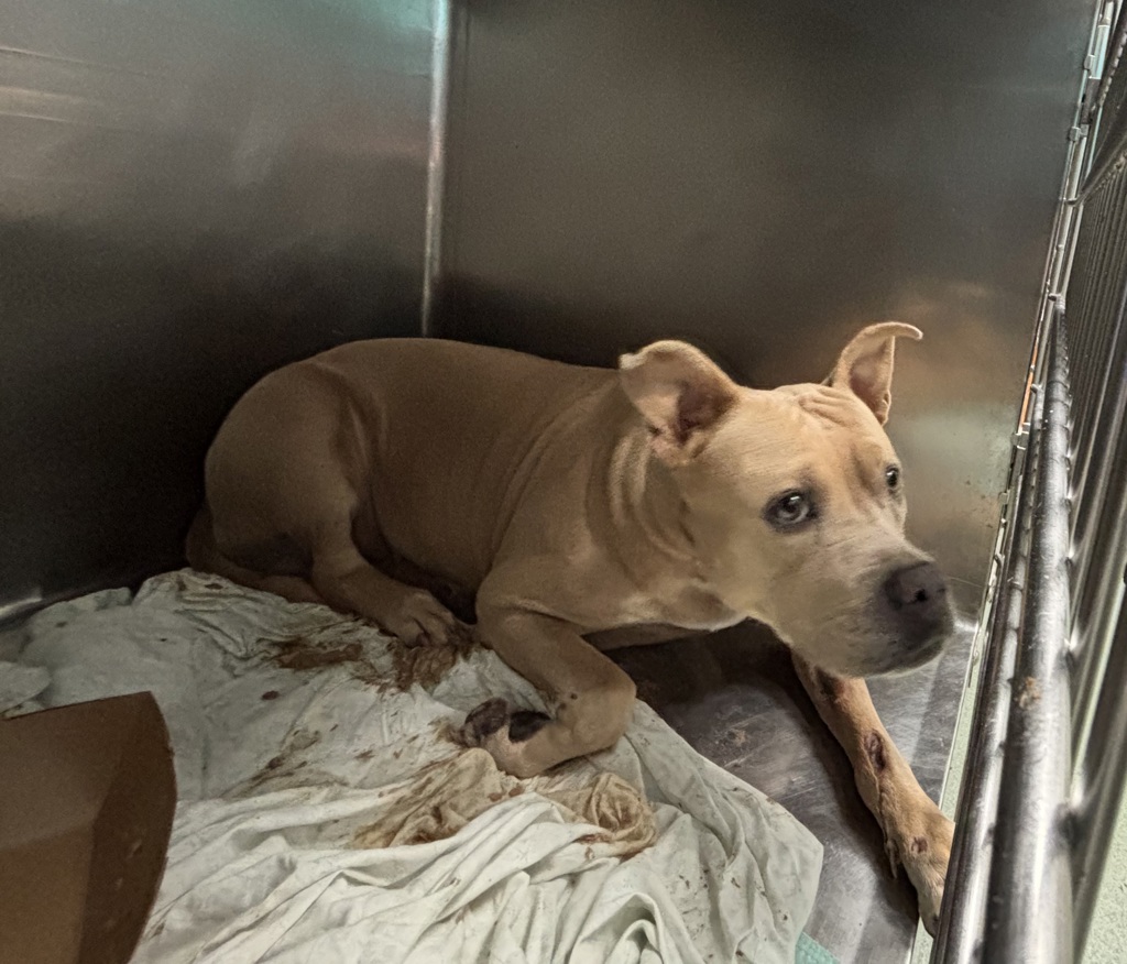Shelter Stray Female Dog last seen 145-27 157th Street, JAMAICA, NY, 11434, 326 E 110th St, New York, NY 10029, USA