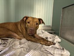 Shelter Stray Female Dog last seen Near 50 Kingdbrifge, BRONX, NY, 10468, 326 E 110th St, New York, NY 10029, USA