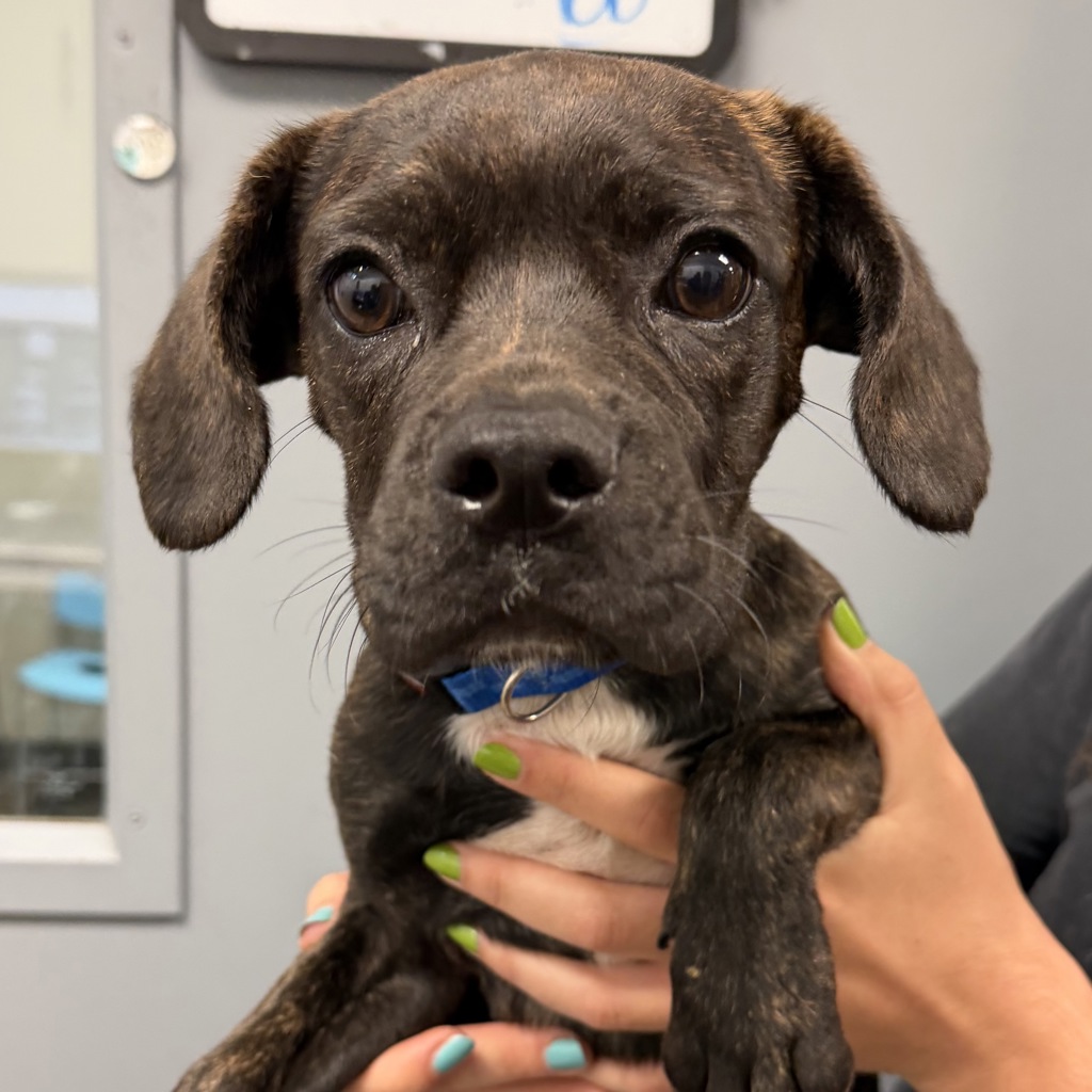 Shelter Stray Male Dog last seen Calle Mariposa, San Diego, CA, 92130, 5500 Gaines St, San Diego, CA 92110, USA