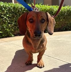 Shelter Stray Male Dog last seen Mission Bay Park, San Diego, CA, 92109, 5500 Gaines St, San Diego, CA 92110, USA