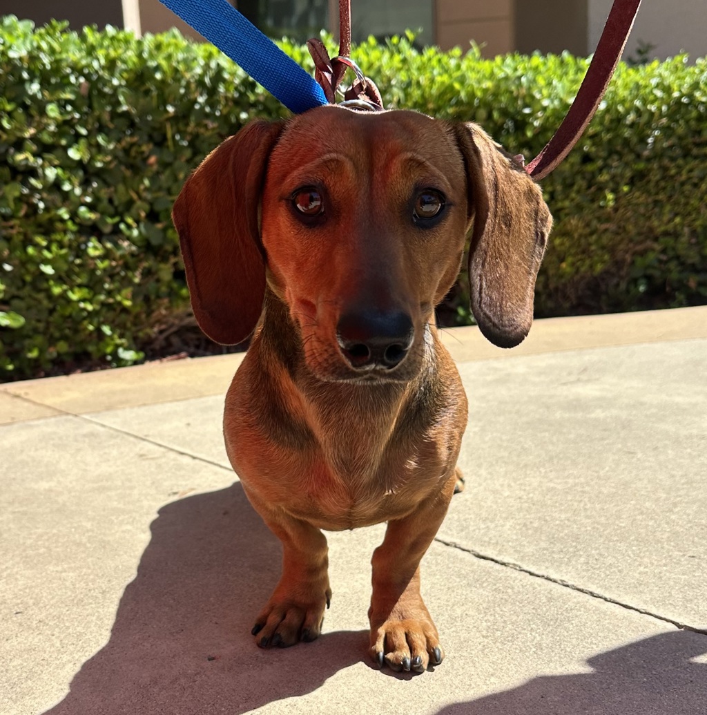 Shelter Stray Male Dog last seen Mission Bay Park, San Diego, CA, 92109, 5500 Gaines St, San Diego, CA 92110, USA