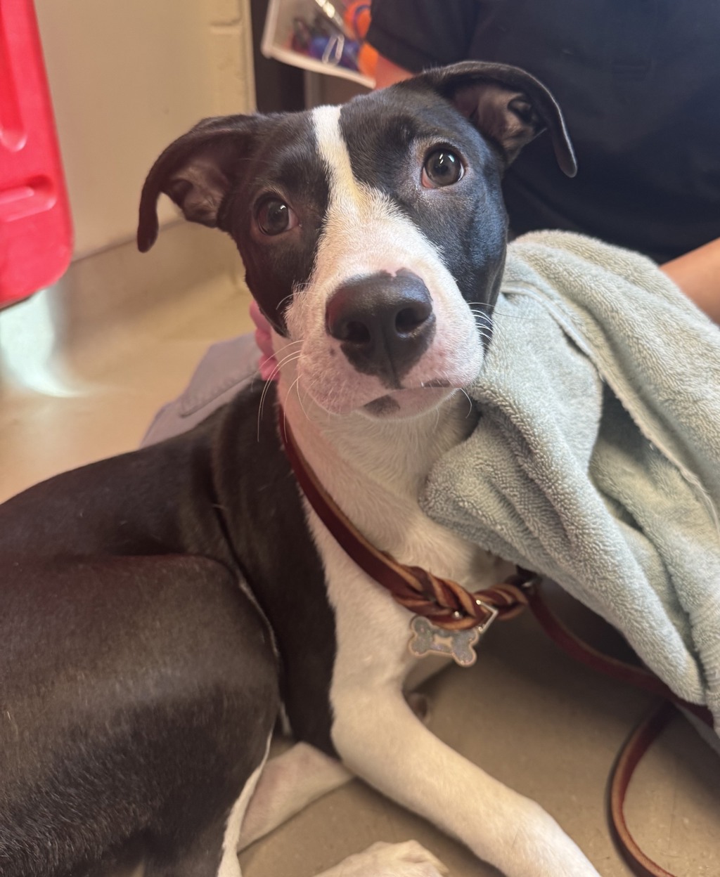 Shelter Stray Female Dog last seen S Anza St & E Washington Ave, El Cajon, CA, 92020, El Cajon, CA 92020, USA