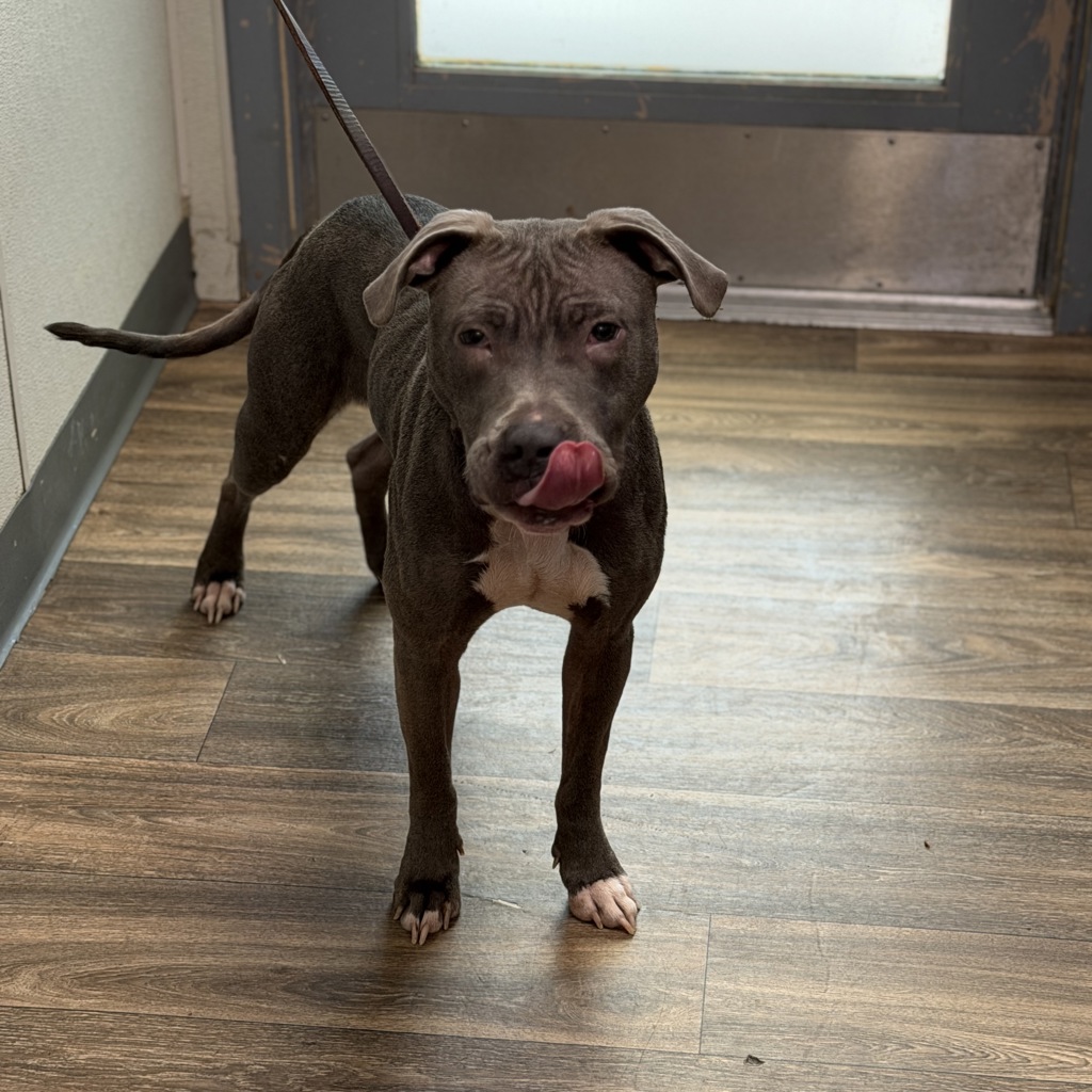 Shelter Stray Female Dog last seen Found downtown near petco park, San Diego, CA, 92101, 5500 Gaines St, San Diego, CA 92110, USA