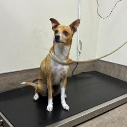 Shelter Stray Female Dog last seen , 361 S Raymond Ave, Pasadena, CA 91105, USA