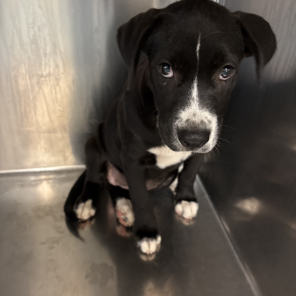 Shelter Stray Female Dog last seen , 2350 Appling City Cove, Memphis, TN 38133, USA