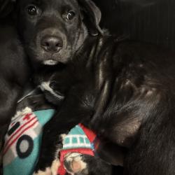 Shelter Stray Female Dog last seen , 2350 Appling City Cove, Memphis, TN 38133, USA
