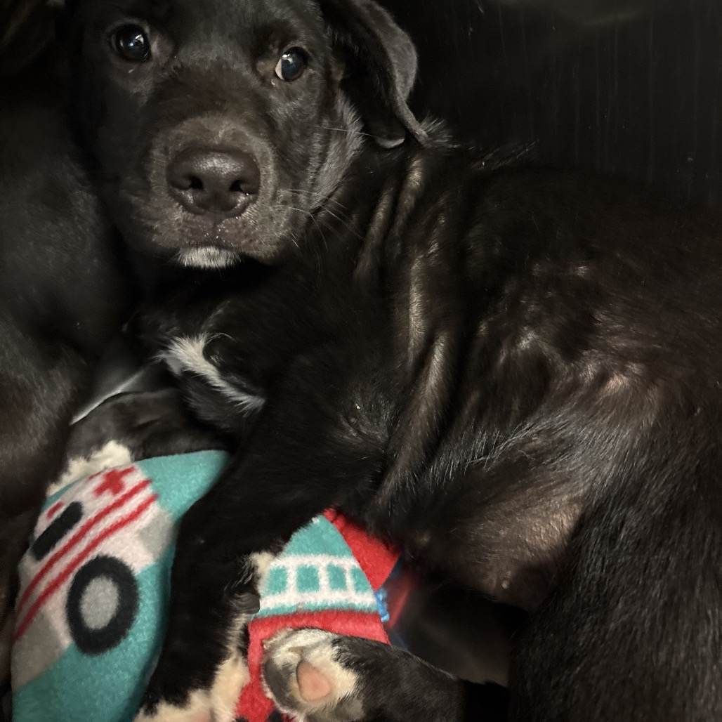 Shelter Stray Female Dog last seen , 2350 Appling City Cove, Memphis, TN 38133, USA