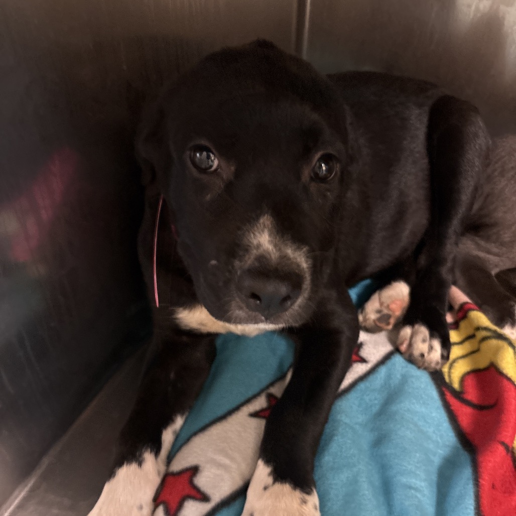 Shelter Stray Female Dog last seen , 2350 Appling City Cove, Memphis, TN 38133, USA