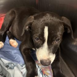 Shelter Stray Male Dog last seen , 2350 Appling City Cove, Memphis, TN 38133, USA