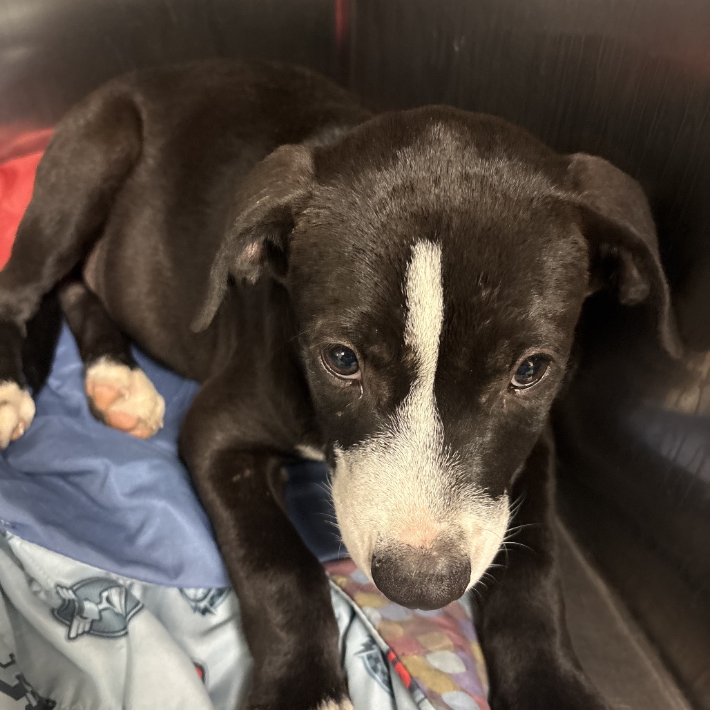 Shelter Stray Male Dog last seen , 2350 Appling City Cove, Memphis, TN 38133, USA