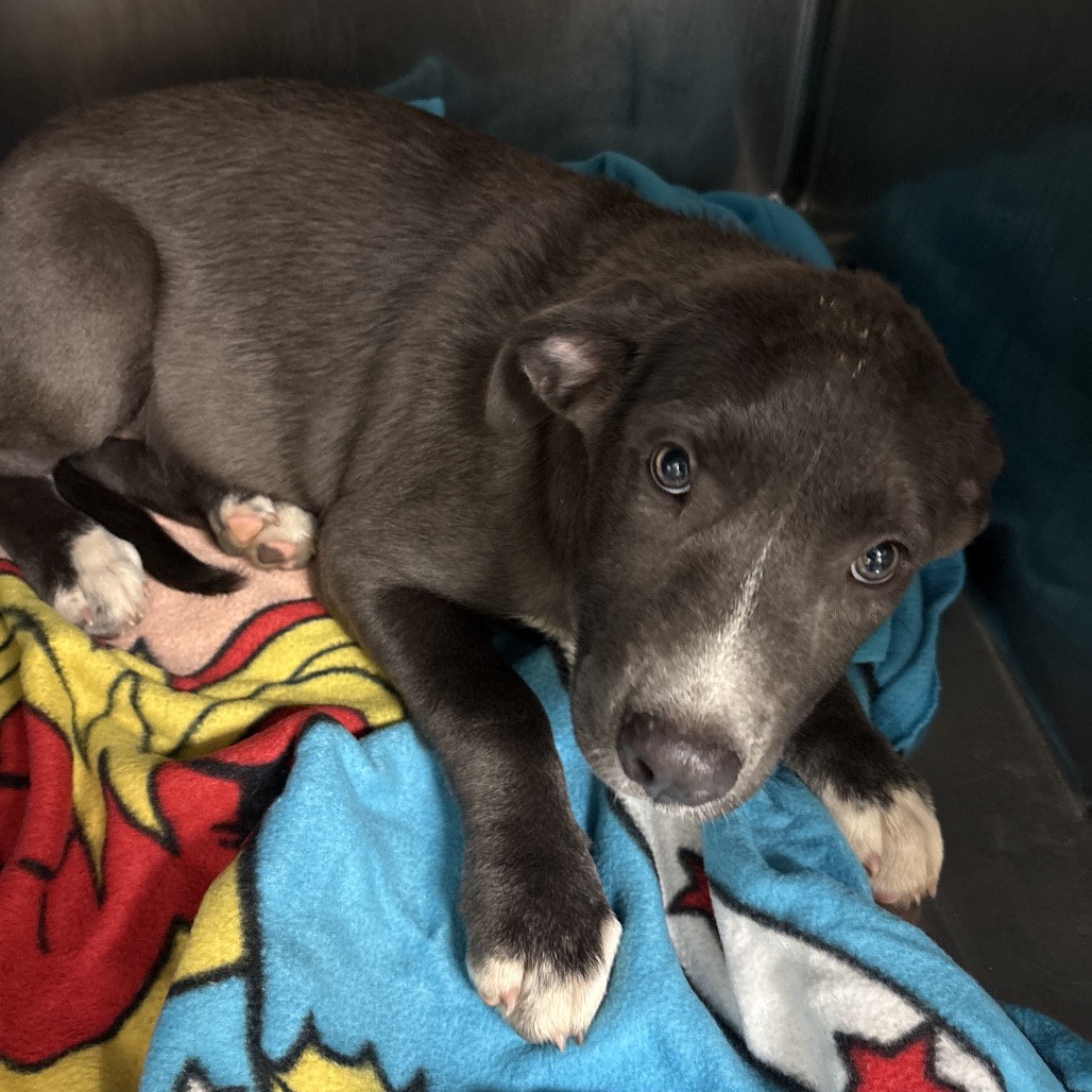 Shelter Stray Male Dog last seen , 2350 Appling City Cove, Memphis, TN 38133, USA