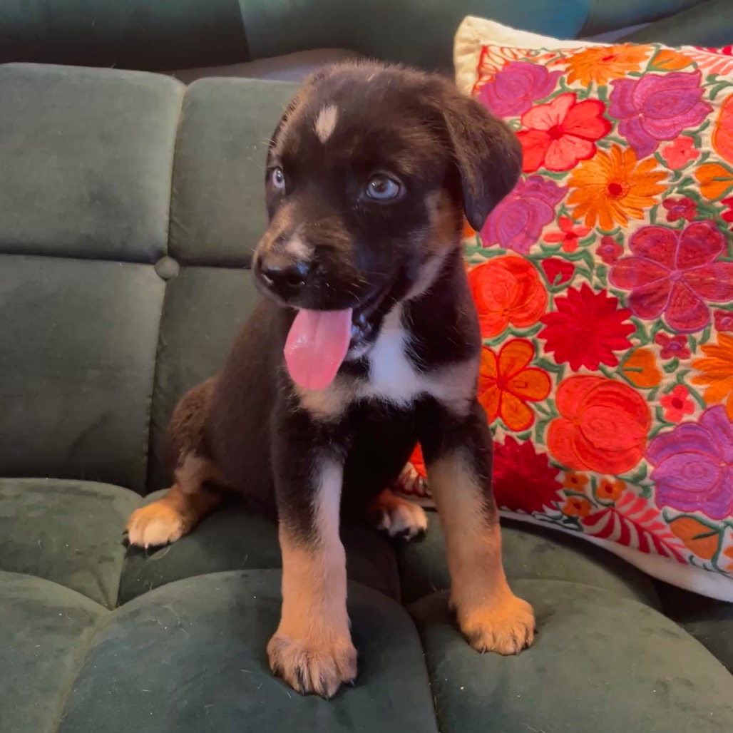 Shelter Stray Female Dog last seen , 3612 11th Ave, Los Angeles, CA 90018, USA