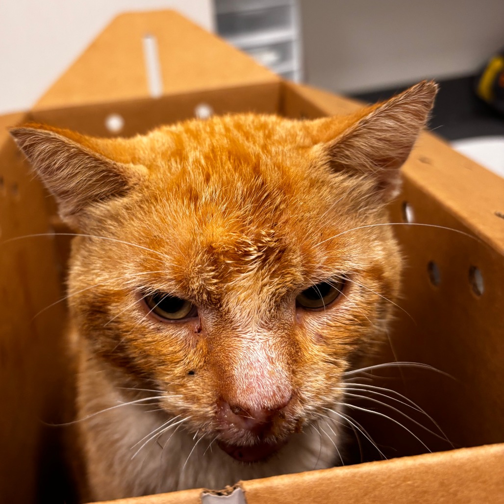 Shelter Stray Male Cat last seen , 21800 Central Ave, Matteson, IL 60443, USA