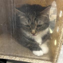 Shelter Stray Female Cat last seen , Animal Care & Control Team of Philly, 111 W Hunting Park Ave, Philadelphia, PA 19140, USA