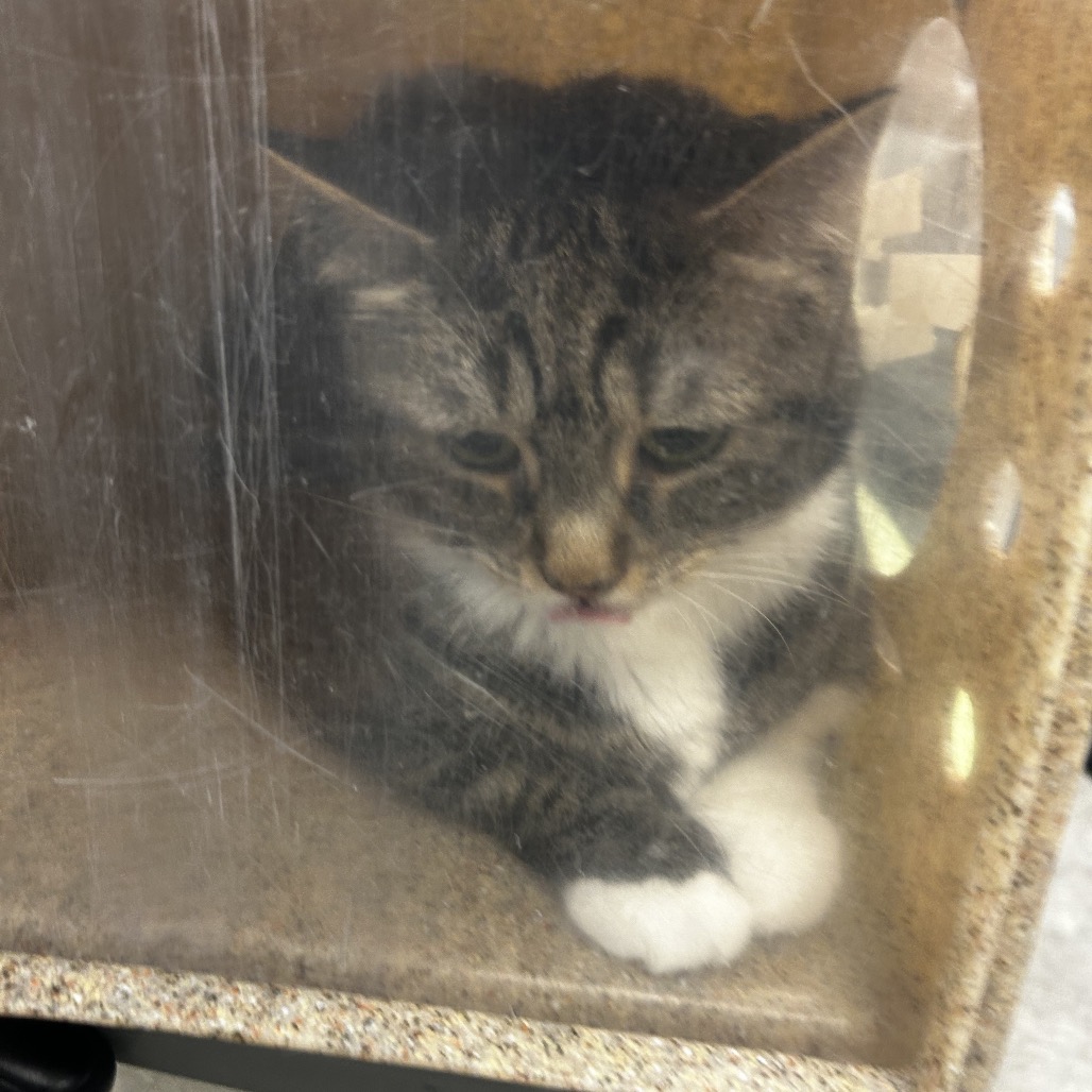 Shelter Stray Female Cat last seen , Animal Care & Control Team of Philly, 111 W Hunting Park Ave, Philadelphia, PA 19140, USA