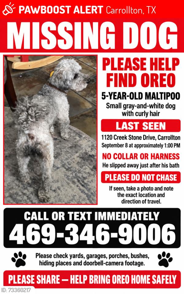Lost Male Dog last seen CREEKRIDGE ests, Carrollton, TX 75010