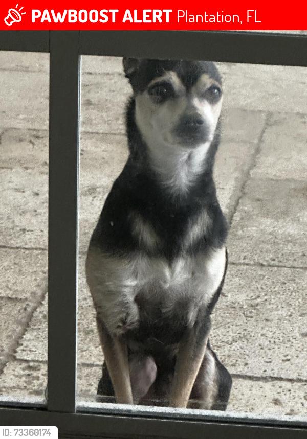 Lost Male Dog last seen Near SW 58th Ave Plantation 33317, Plantation, FL 33317