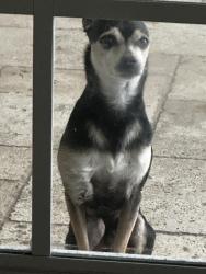 Lost Male Dog last seen Near SW 58th Ave Plantation 33317, Plantation, FL 33317