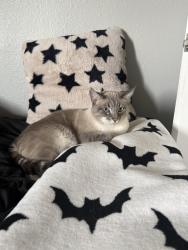 Lost Male Cat last seen benton, Santa Clara, CA 95051