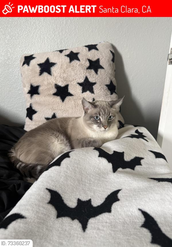 Lost Male Cat last seen benton, Santa Clara, CA 95051