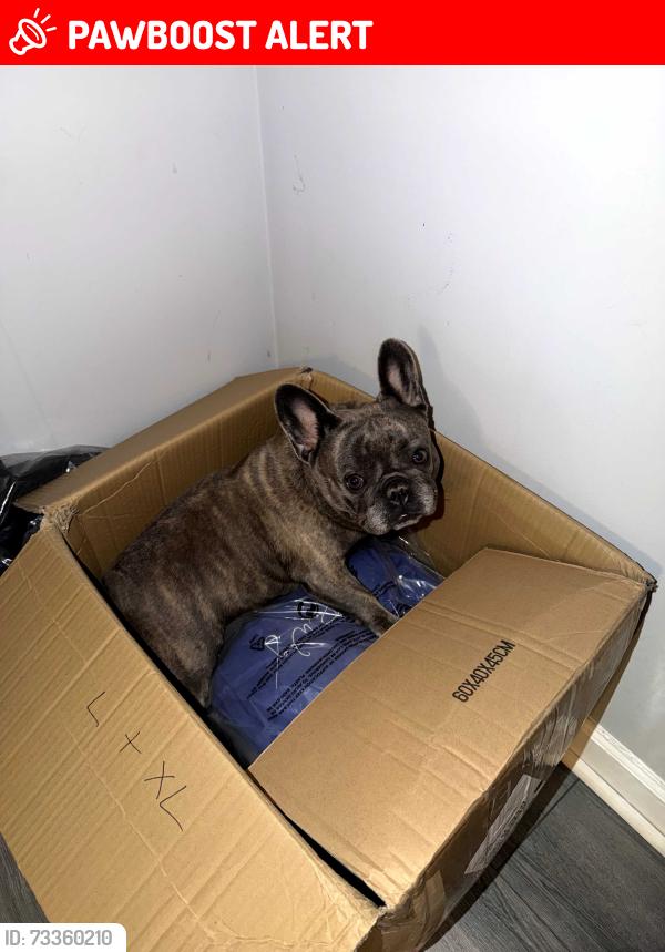 Lost Female Dog last seen Williamsburg Ln & Williamsburg Dr, Gwinnett County, GA 30093