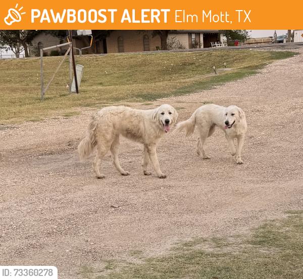 Found/Stray Female Dog last seen White church near Gerald street, Elm Mott, TX 76640