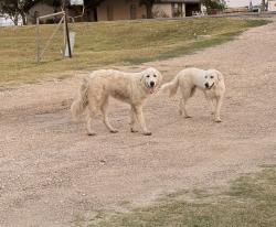 Found/Stray Female Dog last seen White church near Gerald street, Elm Mott, TX 76640