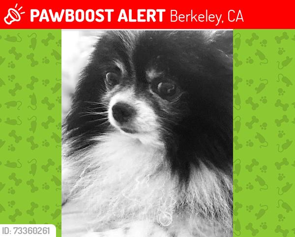 Lost Male Dog last seen Haskell street and San Pablo, Berkeley, CA 94702