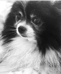 Lost Male Dog last seen Haskell street and San Pablo, Berkeley, CA 94702