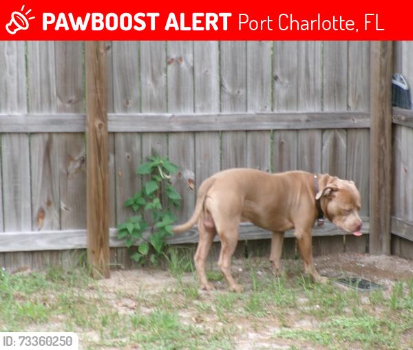 Lost Male Dog last seen Near Kenyonn ave. port charlotte 33952 Port Charlotte. 33952, Port Charlotte, FL 33952