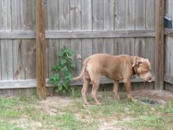 Lost Male Dog last seen Near Kenyonn ave. port charlotte 33952 Port Charlotte. 33952, Port Charlotte, FL 33952