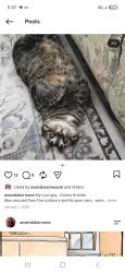 Lost Male Cat last seen Dundas and beverly, Cambridge, ON 