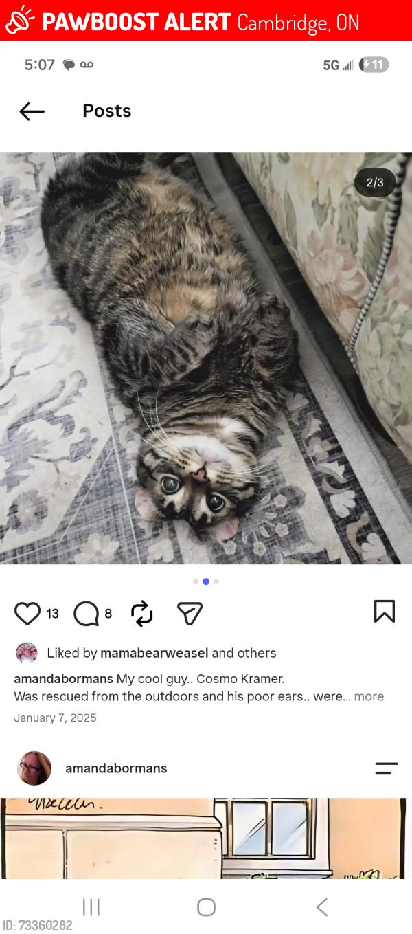 Lost Male Cat last seen Dundas and beverly, Cambridge, ON 