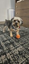 Reunited Male Dog last seen South Academy blvd and Airport Rd, Colorado Springs, CO 80916