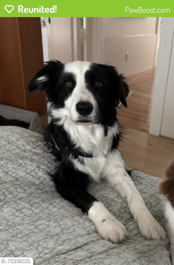 Reunited Male Dog last seen Fishermans Warf, San Francisco, CA 94133