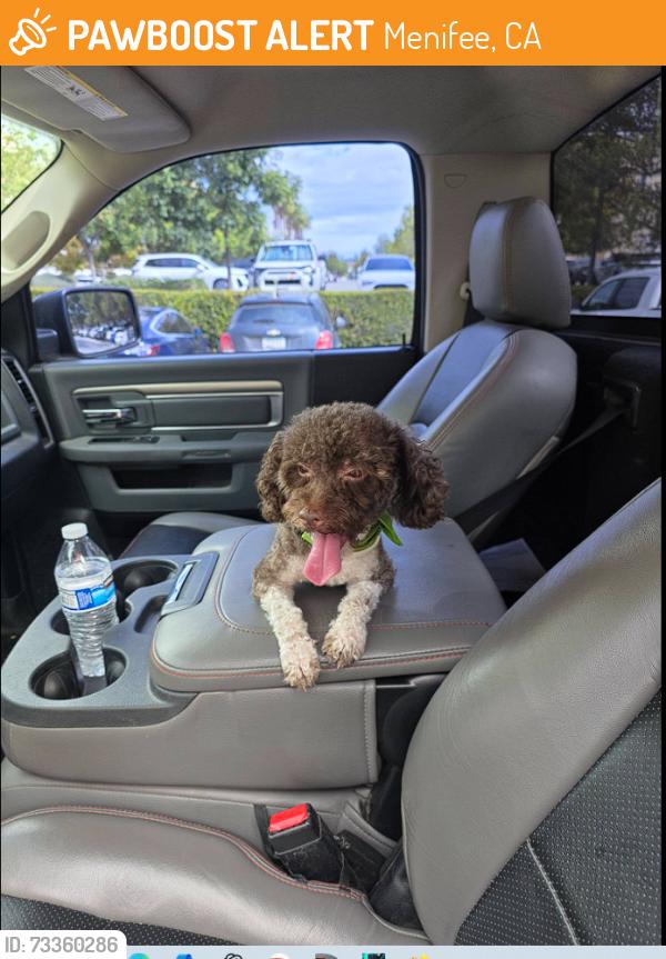 Found/Stray Male Dog last seen Canberra st & Bradley RD Menifee, Menifee, CA 92584