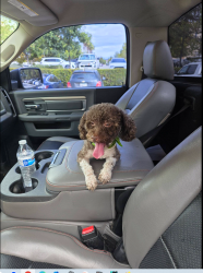 Found/Stray Male Dog last seen Canberra st & Bradley RD Menifee, Menifee, CA 92584