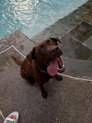Reunited Male Dog last seen Poplar Ave. and Kimbrough in Germantown, Shelby County, TN 38117