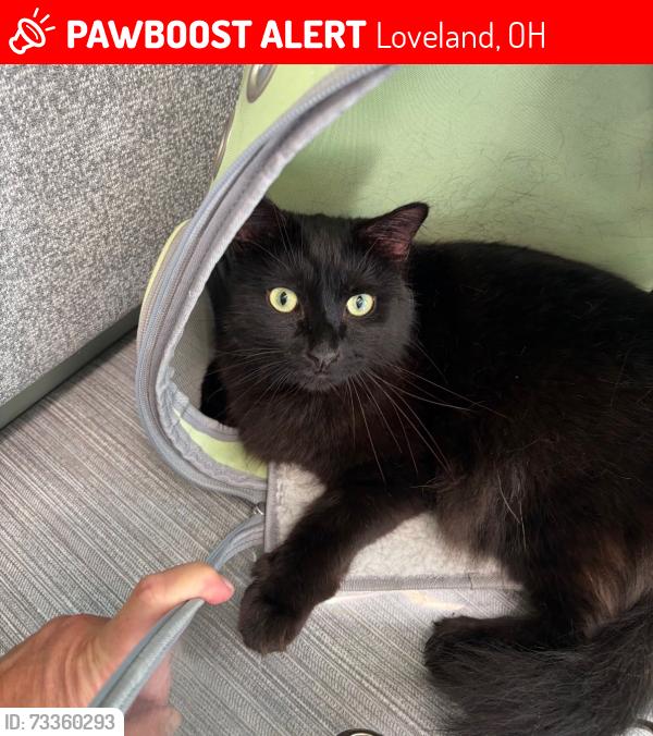 Lost Male Cat last seen Loveland water tower, Loveland, OH 45140