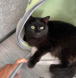 Lost Male Cat last seen Loveland water tower, Loveland, OH 45140
